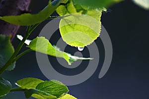 a drop of water on a fresh green leaf
