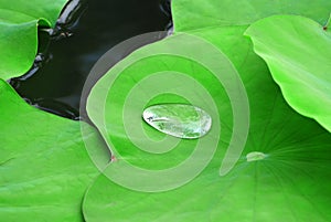 Drop of Water on Fresh Green Water Lily Leaf