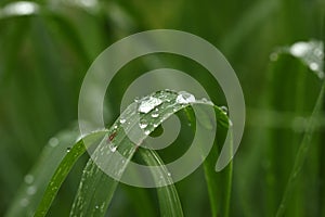 Drop of water on a grass