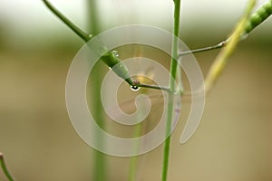 Drop of water on a grass