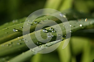 Water drop on the grass