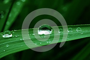 The drop of water on green leaf