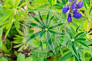 A drop of water on green leaf in the shape of a star after rain under the sun