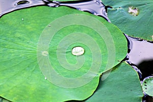 A drop of water on a green lotus leaf