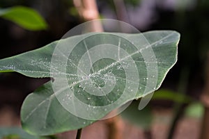 A drop of water on a green tropical leaf