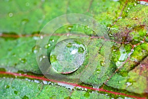 Drop of water on leaf of Euphorbia pulcherrima, macro photo