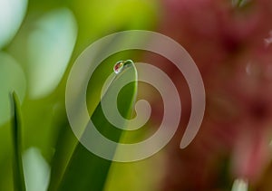 A drop of water on a leaf of a flower. Dewdrop. Macro. Flat lay