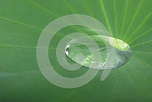 Drop water on a leaf lotus