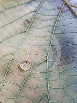 Drop of water on leaves