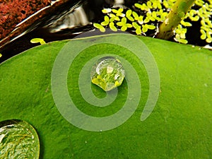 A drop of water on a lotus leaf