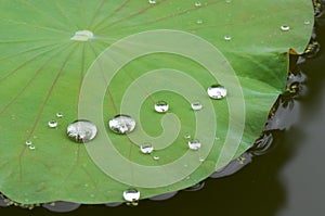 Drop of water on lotus leaf