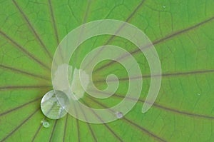 Drop of water on lotus leaf