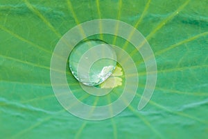 Drop water on Lotus leaf