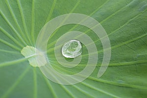 Drop of water on the Lotus leaf