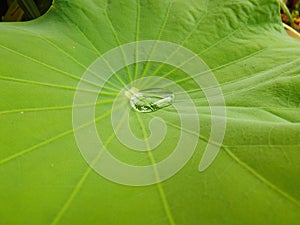 Drop of water on a lotus leaf