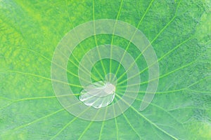 Drop of water on a lotus leaf