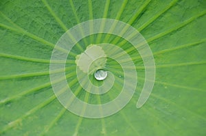 A drop of water on the lotus leaf