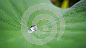 Drop water on Lotus leaf, Natural of raindrop on green leaf, After the rain, Close up.