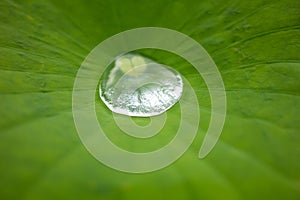 Drop water on the Lotus leaf
