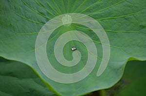 A drop of water on a Lotus leaf