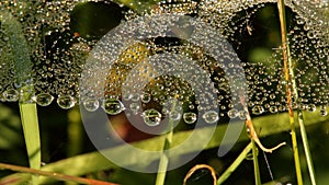 drop of water in net