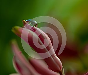 A drop of water on the petal of a pink flower. Dewdrop .Hyacinth. Macro. Flat lay