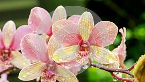 The drop of water on a pink orchid in a garden