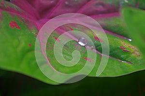 Drop of water refract light photo
