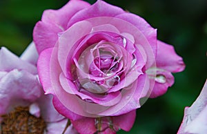 A drop of water on a rose petal