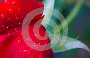 A drop of water on a rose petal