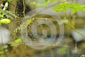 Drop of water on spider net in garden