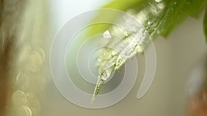 A drop of water in the sunshine flows on a green leaf. selective focus, lens flare and blur.