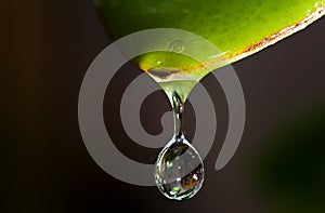 A drop of water on the tip of a leaf of grass