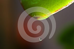 A drop of water on the tip of a leaf of grass