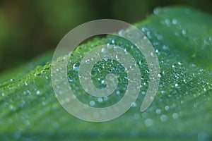 drop of water on tropical banana palm leaf, dark green foliage, nature background