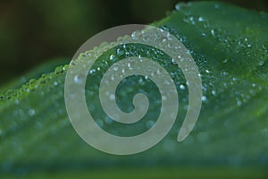 drop of water on tropical banana palm leaf, dark green foliage, nature background