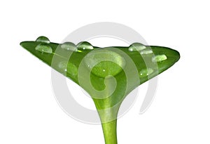 Drop of water on young green leaf - isolated