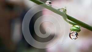 Drop weter with grass flower and leaves bokeh background