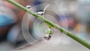 Drop weter with grass flower and leaves bokeh background