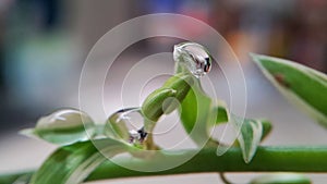 Drop weter with grass flower and leaves bokeh background