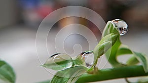 Drop weter with grass flower and leaves bokeh background