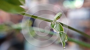 Drop weter with grass flower and leaves bokeh background