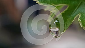 Drop weter with grass flower and leaves bokeh background