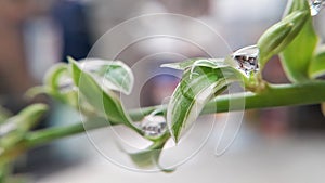 Drop weter with grass flower and leaves bokeh background