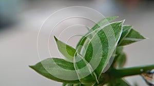 Drop weter with grass flower and leaves bokeh background