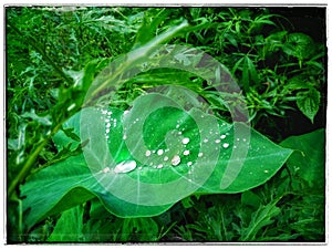 Drope of water on leaf wallpaper