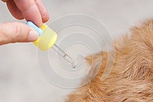 Droping tick and flea killer on dog`s back photo
