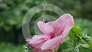 Droping water on flower photo