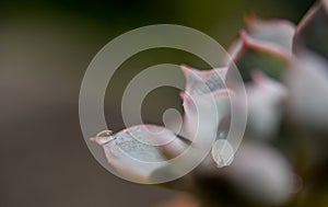 Droplet at cactus, Close up shot