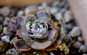 Droplet at cactus, Close up shot